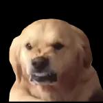 perrito