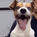 Jesus María y José y su burro