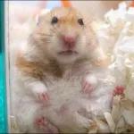 Hamsters