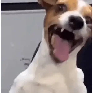 w8gvfiy