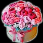 نسانهاییصباح الخ
