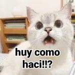chistoso
