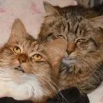 Broken Cats