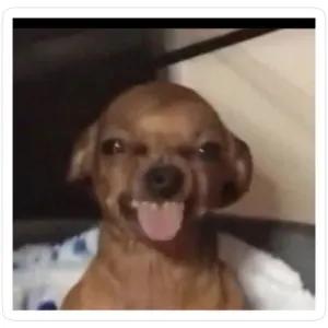 ZvBHvX