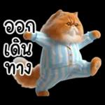 แมวขี้โมโหในชุดนอนสีอ่อน