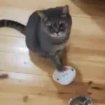 Videocats