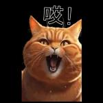 可愛的橘色肥貓!