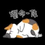 肥貓躺躺(上班鳥事)