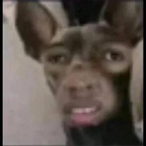 2gJDfz