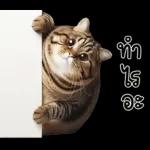 แมวถังแกสอ้วนตุ้บ 03