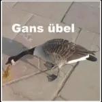Gans toll~