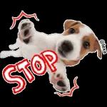 cat and dog 🐶 🐱 