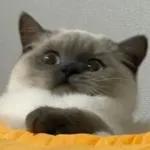 골드브라운 토피넛 라떼