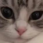 Funny Animals Gif