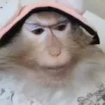 STAR WARS A NEW HOPE