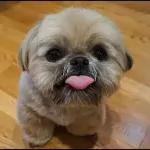                              🍹Stickers para Contestar #1.0TOP STICKERS