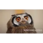 Bạn có thích mèo không?