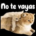 animales
