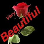 very beautiful
