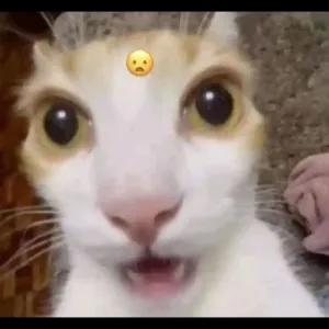 rjwVZj