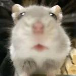 ratas y hamster