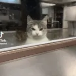 gatos 