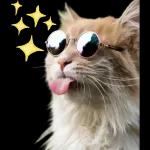 Gatitos
