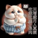 可愛暹羅貓的日常