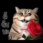 แมวถังแกสอ้วนตุ้บ 03