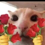 Animais com Emoji de Flor 🌹