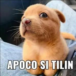 uoVeTF