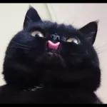 Meow
                            ƐℓεѕιƧ 🍪