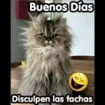 gatitos