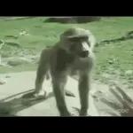 Monkey
