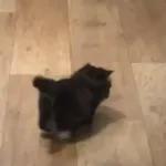 Funny Animals Gif
