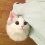 Meow
                            ƐℓεѕιƧ 🍪