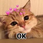 可爱小猫so cute😍