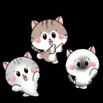 Cats! For reply