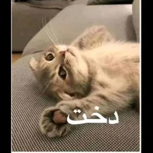 دخت - getsticker.com