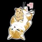 倉鼠 & 貓咪