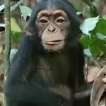 チンパンジーの赤ちゃん