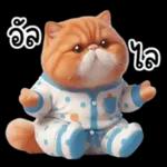 แมวขี้โมโหในชุดนอนสีอ่อน