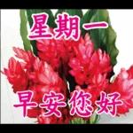 不要發送早上的圖片