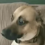 artist