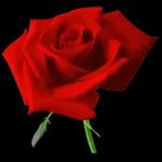 love and rose