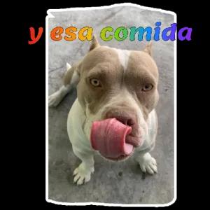 OrXDSG
