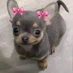 paquete