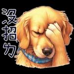 好黃金獵犬-微白目篇