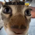 SAMPAI BILA MELAYU NAK KENA TIPU?