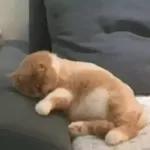 Funny Animals Gif